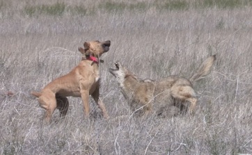 coyote hound breeds