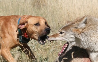 best coyote hunting dogs