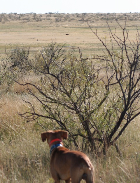 coyotedogtown2.jpg