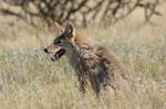 gunyote5.jpg