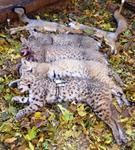 West Texas cats and fox