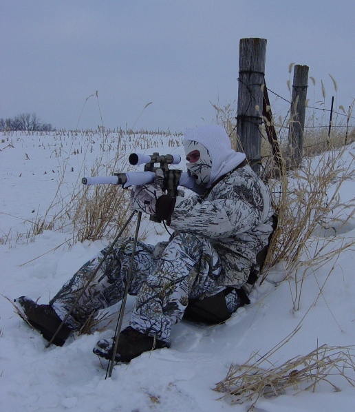 Snowy Midwest fox stand.