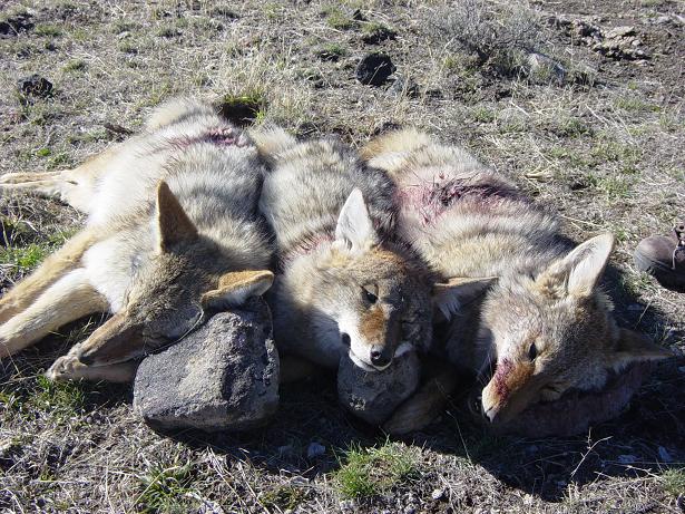 Nevada Triple