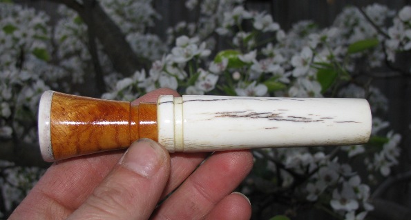 antlerafzelia1.jpg