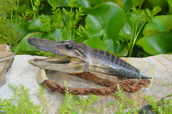 gator1.jpg
