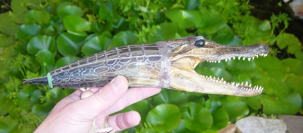 gator2.JPG