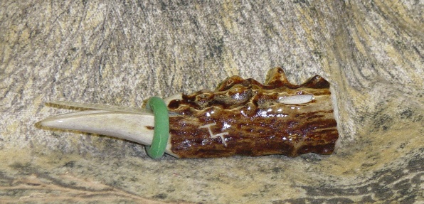 scantler1.jpg