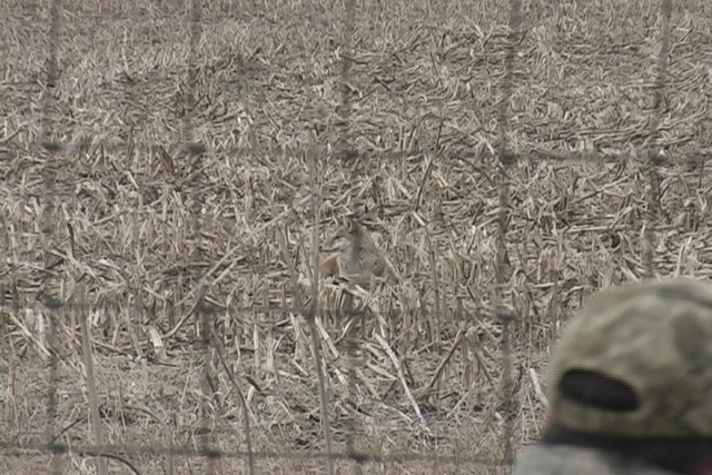 A Midwest Coyote Stalk.