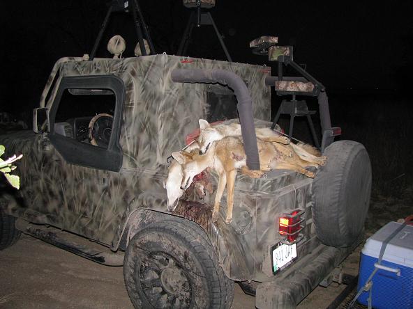New Mexico coyotes