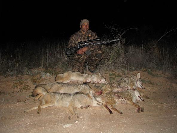 West Texas coyotes