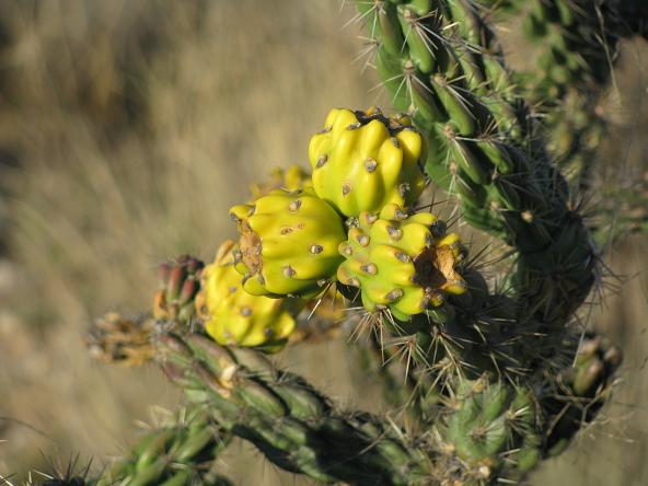 Cholla cactus