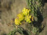 Cholla cactus