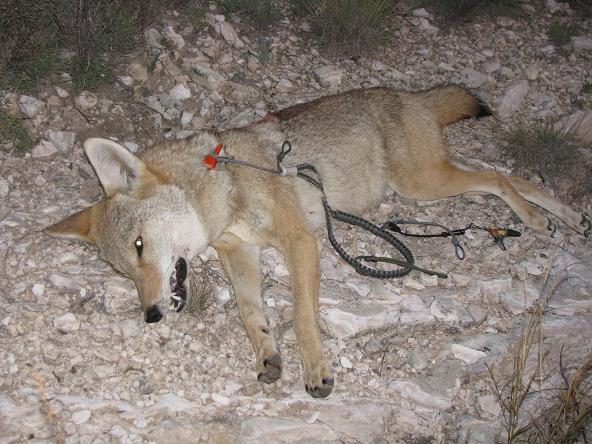 Another Cyanide Extreme victim