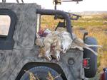 New Mexico coyotes