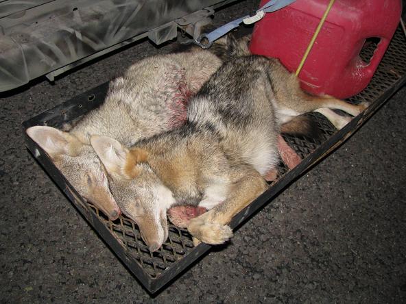 New Mexico coyotes