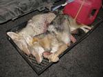 New Mexico coyotes