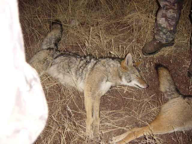 Nice looking male from the 2007 Predator Dream Hunt.