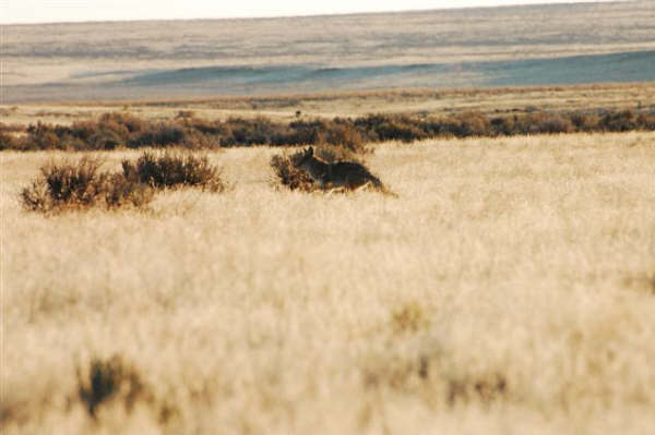 2007 Predator Dream Hunt